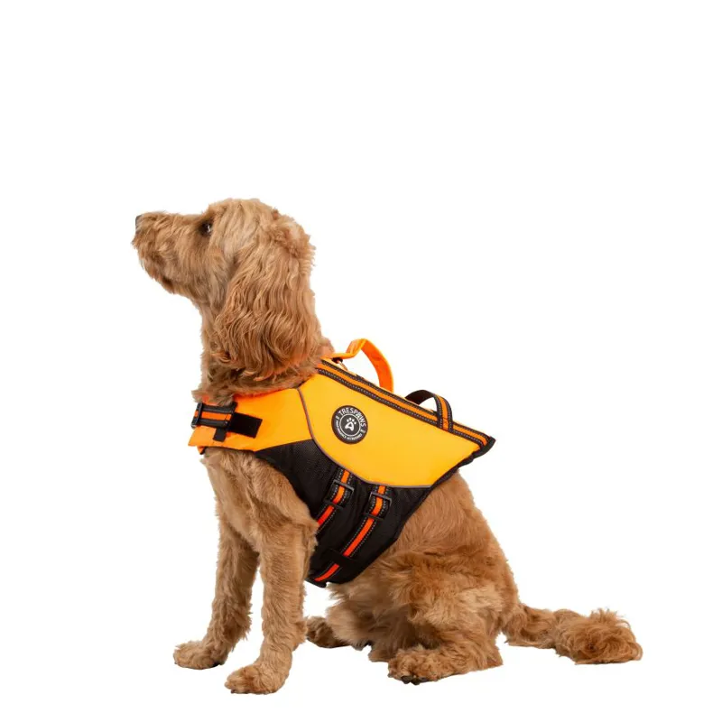 Watersports Dog Aquatic Windermere